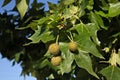 Close-up of the fruits and leaves of a specimen of Platanus Ãâ acerifolia Royalty Free Stock Photo